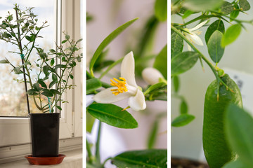 Illustration of the growing citrus plants in greenhouses. Faustrimedin flowering, green finger lime fruits ripening and young plant on the window sill. Indoor citrus tree growing. Selective focus