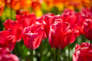 Fototapeta premium Tulip field in Netherlands. Red bright tulips bloom
