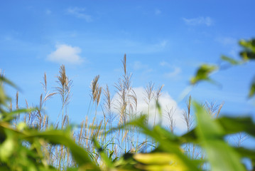 grass and sky