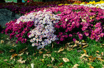 flowerbed with chrysanthemum flowers