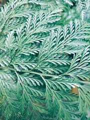 Obraz na płótnie Canvas green background of tinsel