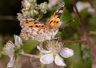 Painted lady butterfly on blackberry bush