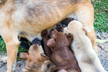 Dog breastfeeding
