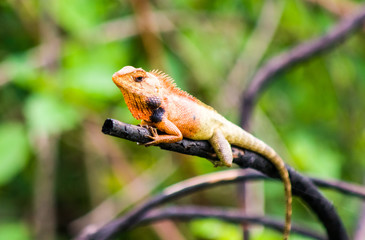 chameleon