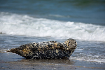 Grey seal lying on beach in Düne-Helgoland island. Colorful spotted animals of different sizes with dog-like face going to and back from the North Sea.