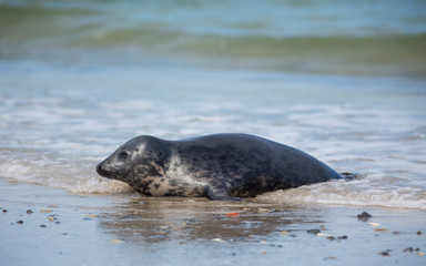Grey seal lying on beach in Düne-Helgoland island. Colorful spotted animals of different sizes with dog-like face going to and back from the North Sea.
