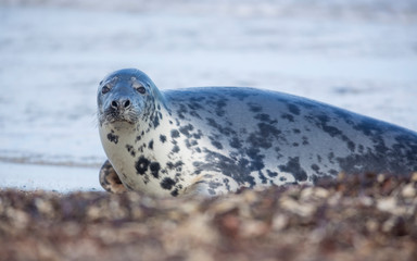 Grey seal lying on beach in Düne-Helgoland island. Colorful spotted animals of different sizes with dog-like face going to and back from the North Sea.