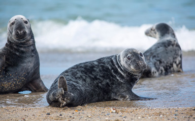 Grey seals lying on beach in Düne-Helgoland island. Colorful spotted animals of different sizes with dog-like face going to and back from the North Sea.