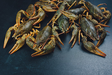Fresh green crayfish with dark background