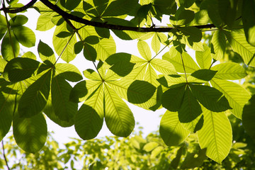 green leaves of tree