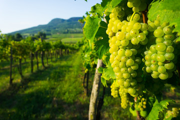 wine grapes in vineyard sunrise, Badacsony hill at background, Hungary