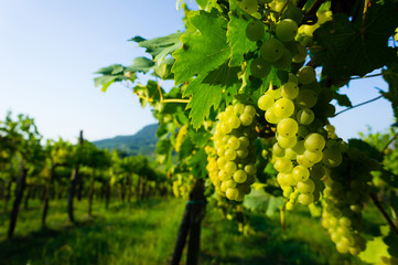 wine grapes at vineyard sunrise