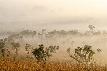 Morning sky in the national park forest with blurred pattern background
