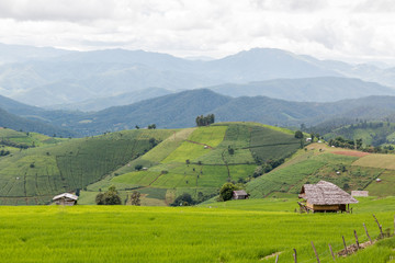 Landscape view farm rice at Ban Papongpieng Rice Terraces, Chiang Mai, Thailand