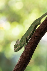 Closed up Veiled Chameleon on the branch with beautiful bokeh. Exotic Tropical reptile and pet.  Skin slough off.
