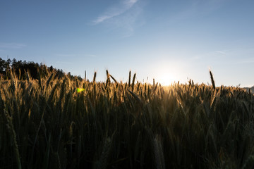 sun rising above cornfield