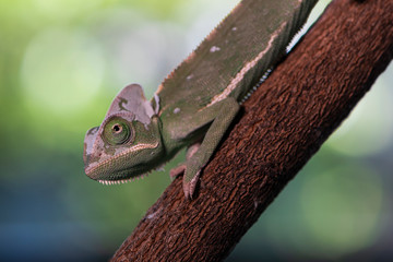 Closed up Veiled Chameleon on the branch with beautiful bokeh. Exotic Tropical reptile and pet.  Skin slough off.