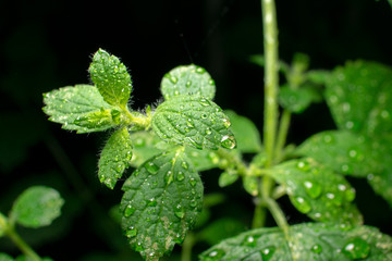 Extreme close-up of green Lemon balm leaf with water drops on dark background