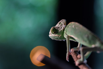 Veiled Chameleon with look back funny action on the branch with beautiful bokeh. Exotic Tropical reptile and pet.  Skin slough off.