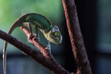 Veiled Chameleon with look back funny action on the branch with beautiful bokeh. Exotic Tropical reptile and pet.  Skin slough off.