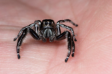 Black jumping spider on a human hand. A exotic invertebrate species on a close up horizontal picture. 