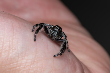 Obraz premium Black jumping spider on a human hand. A exotic invertebrate species on a close up horizontal picture. 