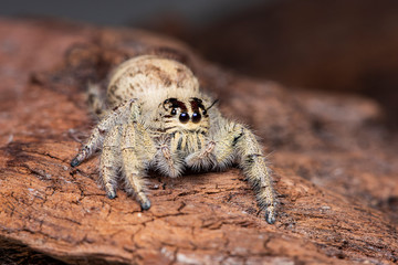 jumping spider on a branch. A exotic invertebrate species on a close up horizontal picture. 