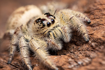 jumping spider on a branch. A exotic invertebrate species on a close up horizontal picture. 