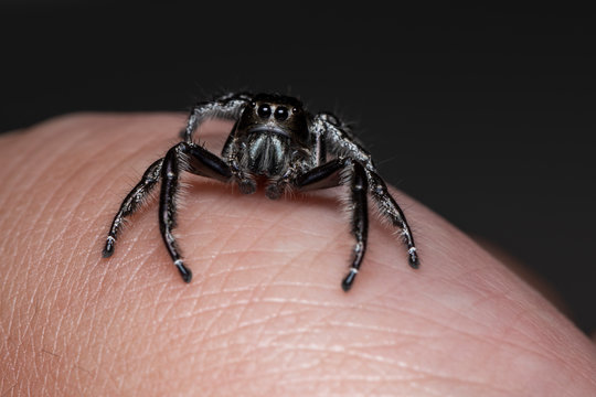 Black jumping spider on a human hand. A exotic invertebrate species on a close up horizontal picture. 