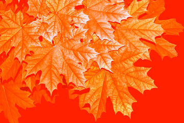 autumn landscape with bright colorful foliage. Indian summer.