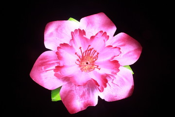 Fototapeta premium pink flower