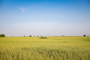 Beautiful view of a oat field in spring. Murgia plateau, Apulia region, Italy