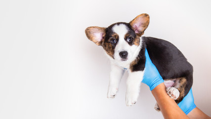 Caucasian veterinarian in blue gloves holding a cute little welsh corgi cardigan puppy in her hands on white background.