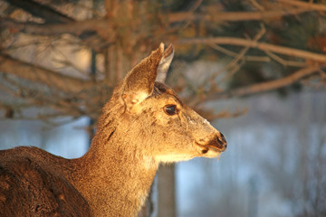 Mule deer in Utah in winter