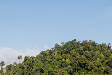 Fototapeta premium big trees with clear blue sky background