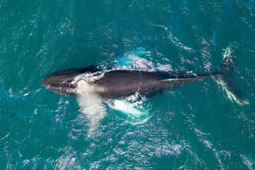 Fototapeta premium Whalewatching