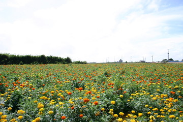 マリーゴールド