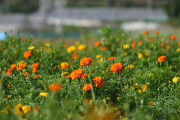 マリーゴールド