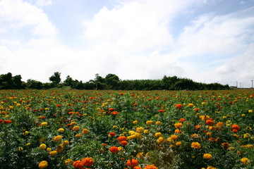 マリーゴールド