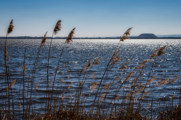 Steinhuder Meer mit Schilf im Vordergrund und Kaliberg im Hintergrund