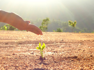 Hand nurturing and watering young baby plants growing in germination sequence on fertile soil at...