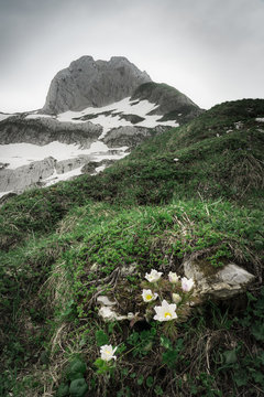 Bergfr&uuml;hling I