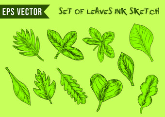 Set Of Green Leaves With Ink Sketch