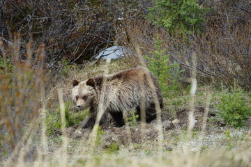 Bärenjunges - Bow Valley Parkway