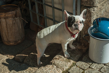 French Bulldog sitting in front of antique shop