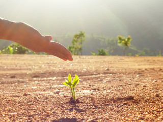 Hand nurturing and watering young baby plants growing in germination sequence on fertile soil at...