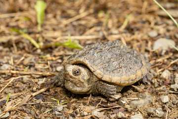 Baby snapping turtle - Chelydra serpentina