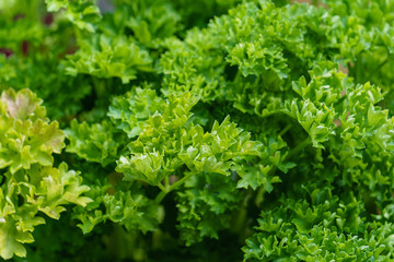 closeup of parsley foliage - classical healthy herb for seasoning or garnishing many dishes