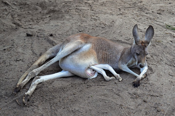 Naklejka na ściany i meble Kangaroo, Caversham Wildlife Park, Perth, Australia