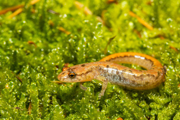 Blue ridge dusky salamander - Desmognathus orestes